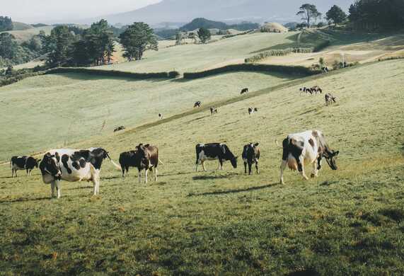 New Zealand To Get Country
