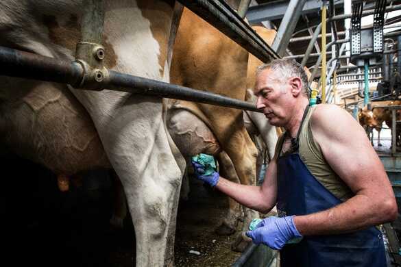 Managing biosecurity risks on your dairy farm
