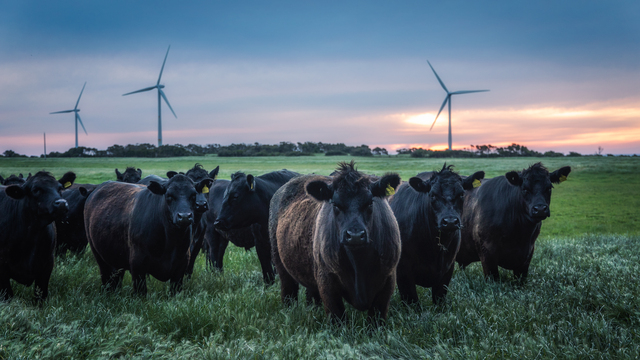 When Carbon-Neutral Farms Don