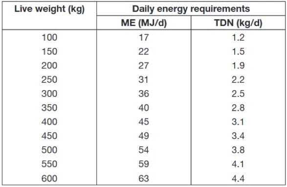 Energy requirements of a large ruminant.